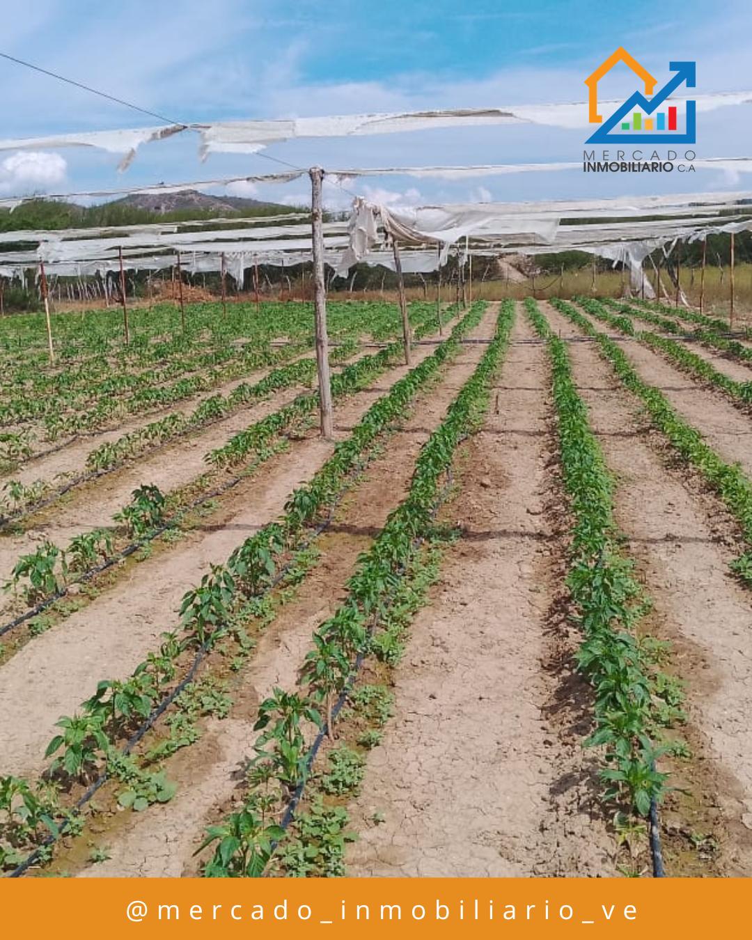 Granja Productiva — foto 1