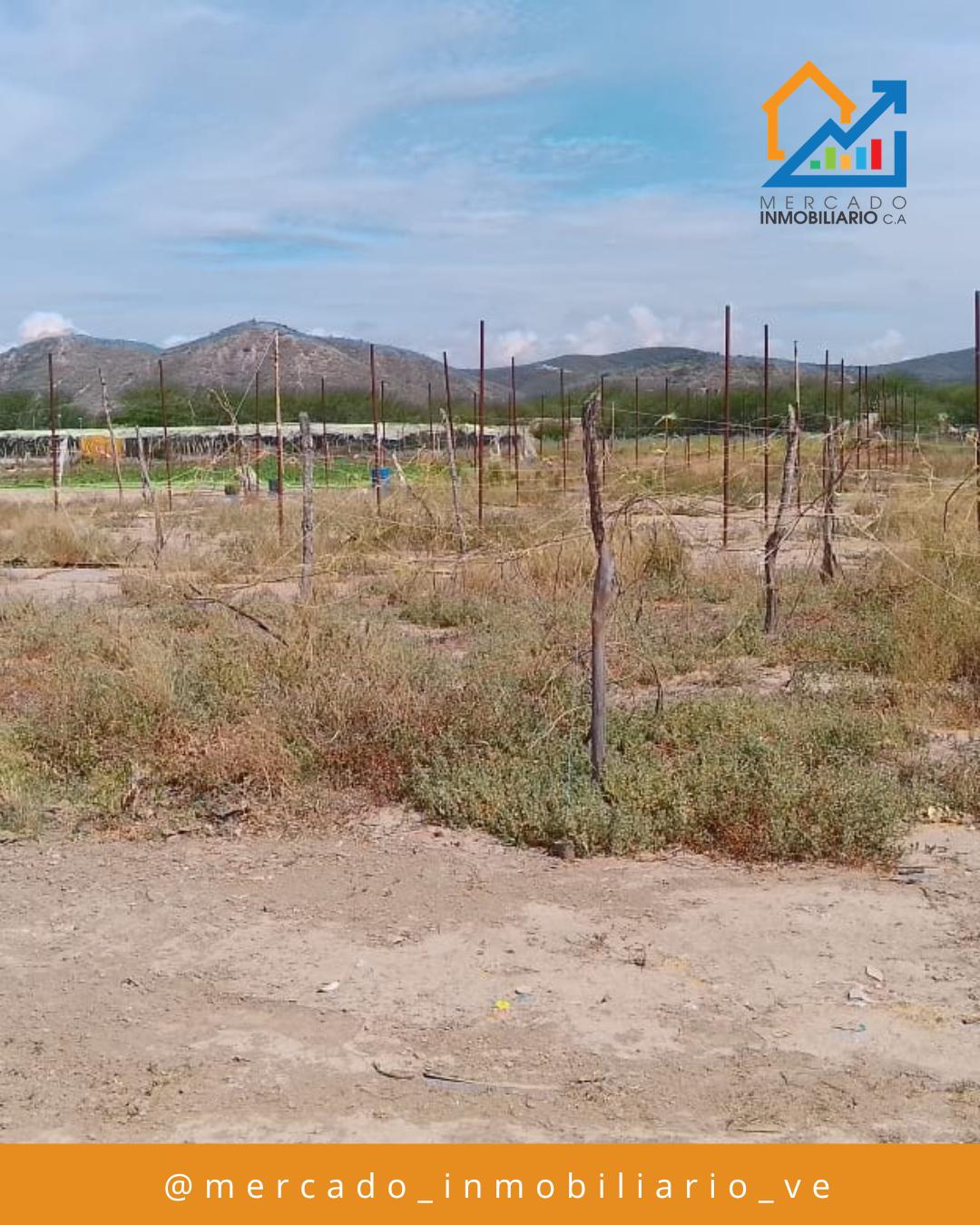 Granja Productiva — foto 6