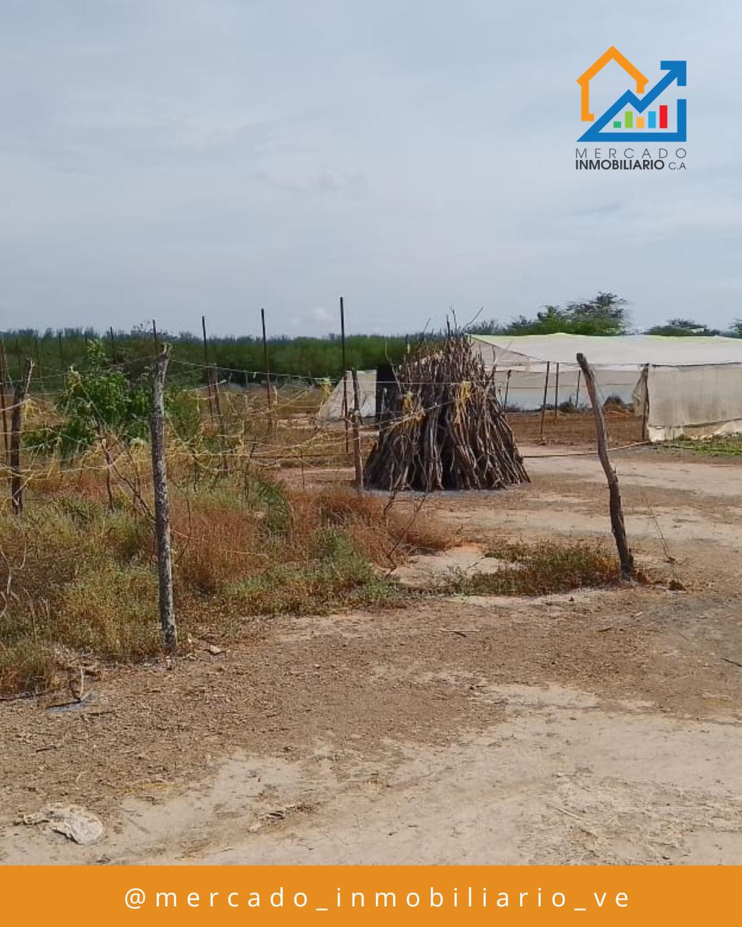 Granja Productiva — foto 7