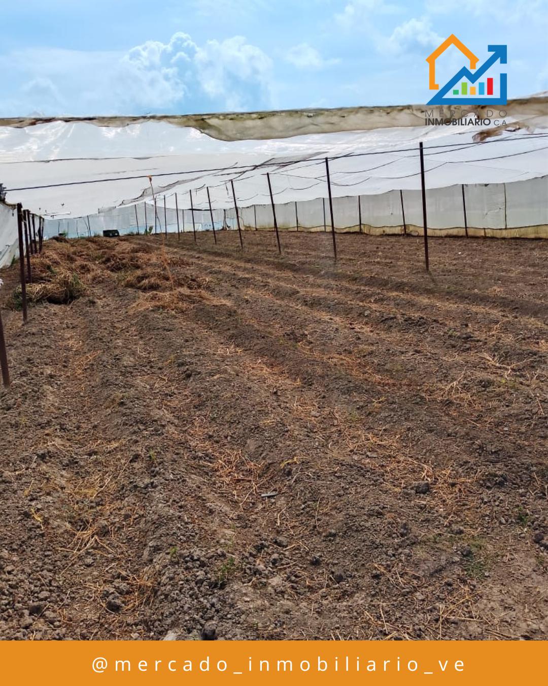 Granja Productiva — foto 8